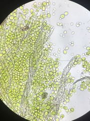 Chlorella