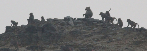 Hamadryas Baboon