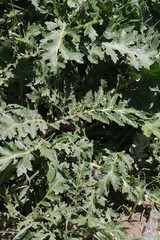Platycarpha glomerata