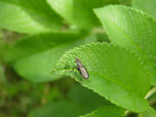 Coremacera marginata