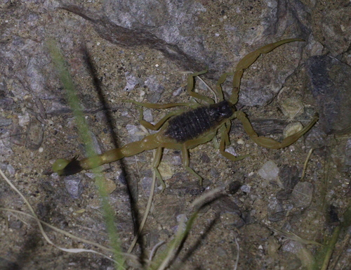 Leiurus haenggii
