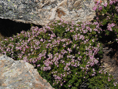 Agathosma odoratissima