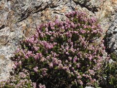 Agathosma odoratissima
