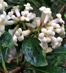 Pittosporum glabrum