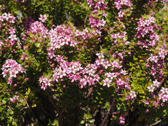 Agathosma odoratissima