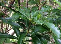 Pittosporum glabrum