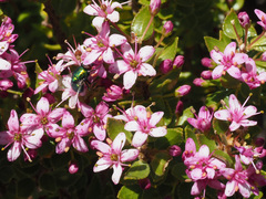 Agathosma odoratissima
