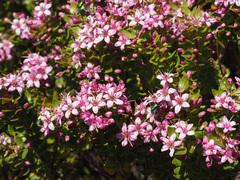 Agathosma odoratissima