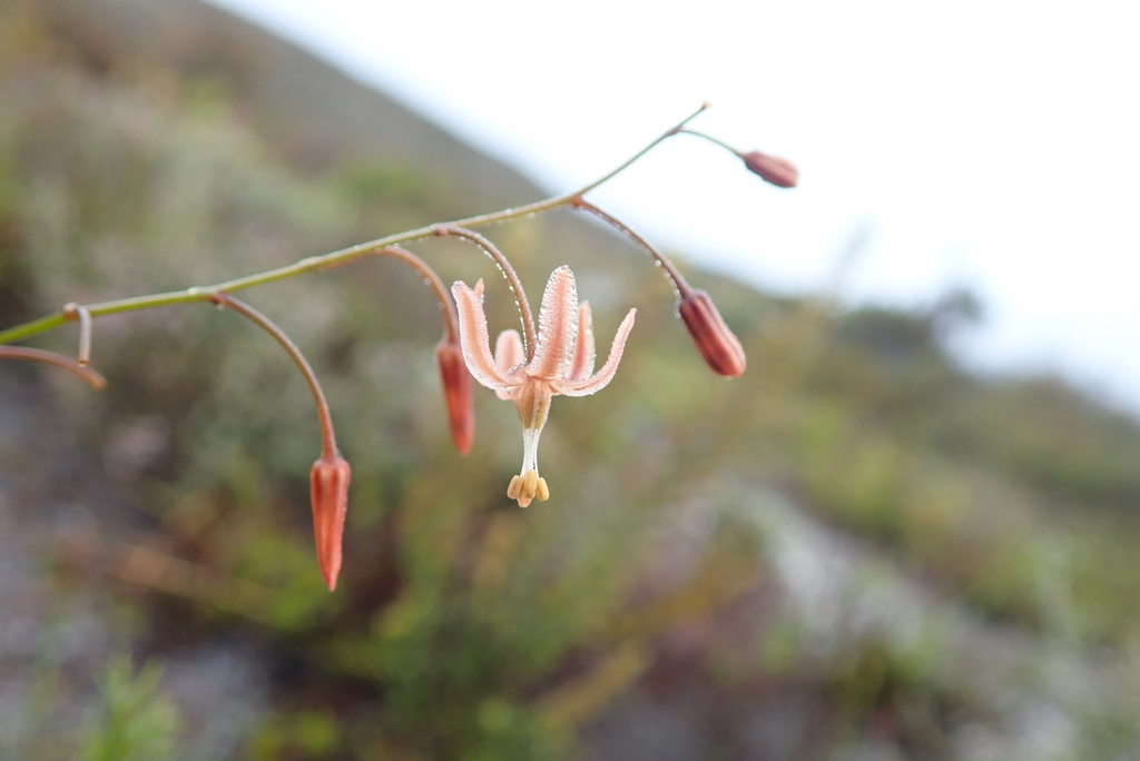Evening Squill