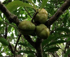 Pittosporum glabrum
