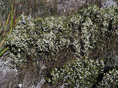 Erica pseudocalycina