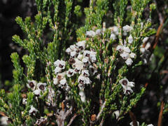 Erica pseudocalycina