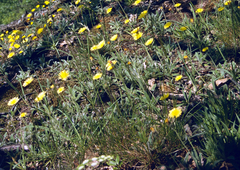 Pilosella peleteriana