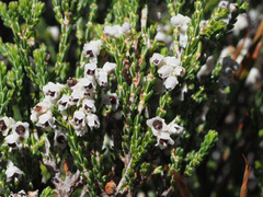 Erica pseudocalycina