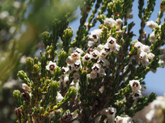 Erica pseudocalycina