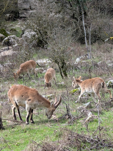 Avistamiento Cabra montés de Sierra María