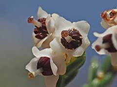 Erica pseudocalycina
