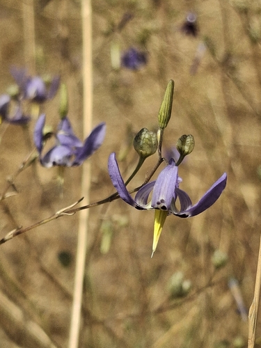 Conanthera bifolia, photograph 6
