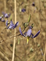 Conanthera bifolia, photograph (c) S. Cortés, some rights reserved (CC BY)
