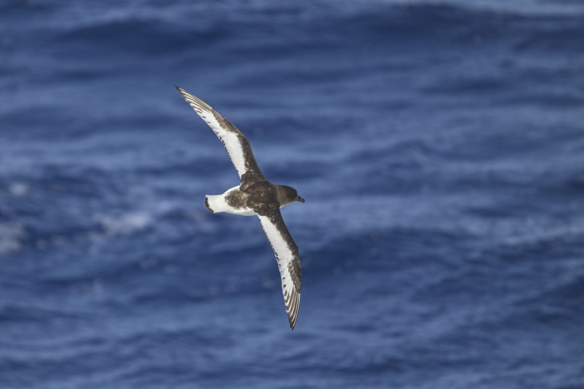 Antarctic Petrel (Thalassoica antarctica), photo 5