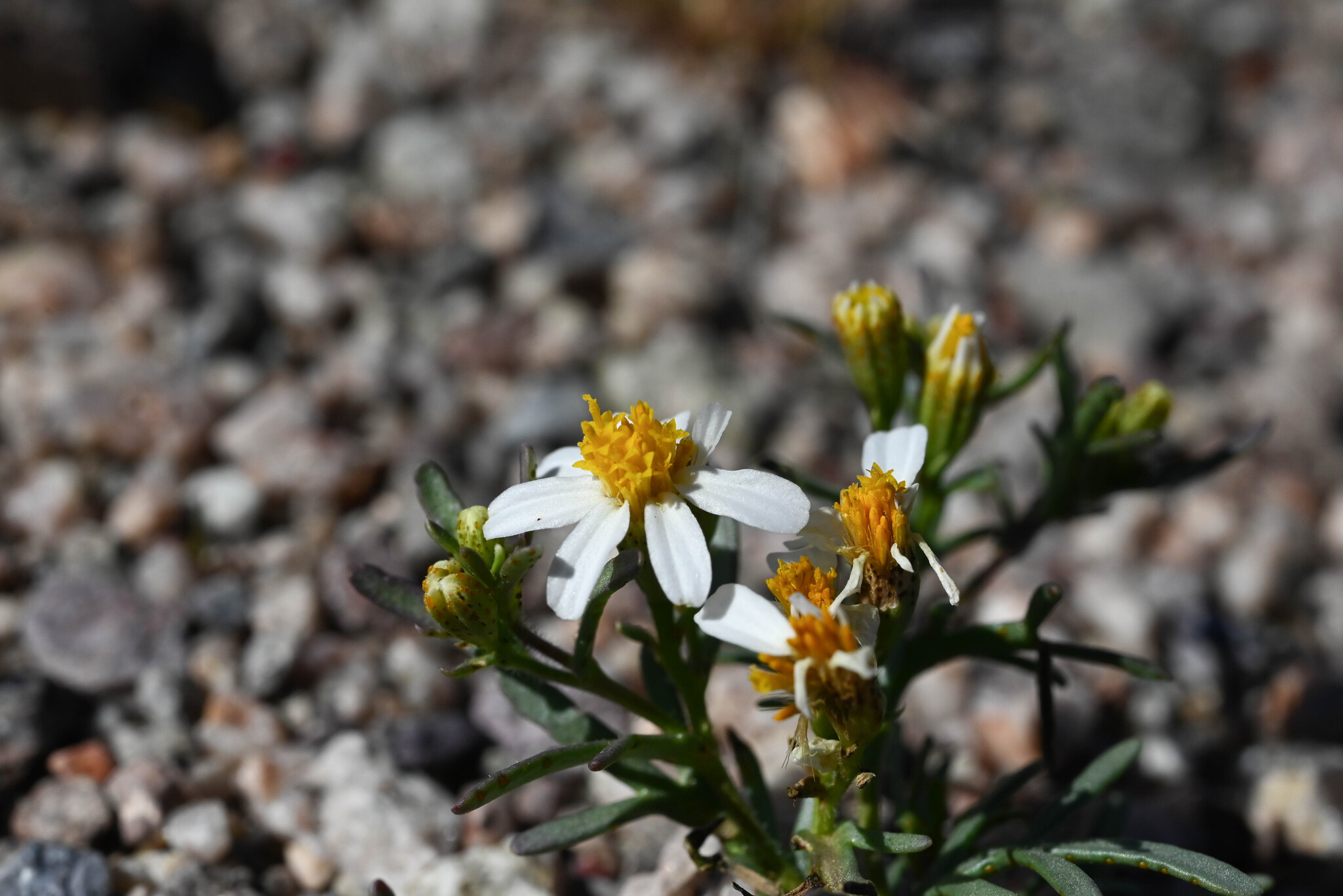 Sonoran Pricklyleaf (Thymophylla concinna)