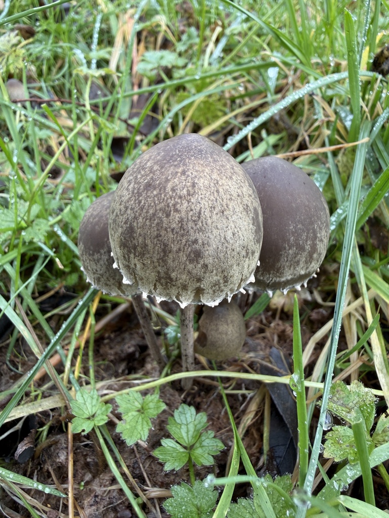 Panaeolus papilionaceus · February 2026 · photo: © ashley_cooke (iNaturalist, cc0)