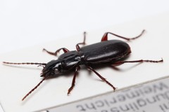 Pterostichus macer