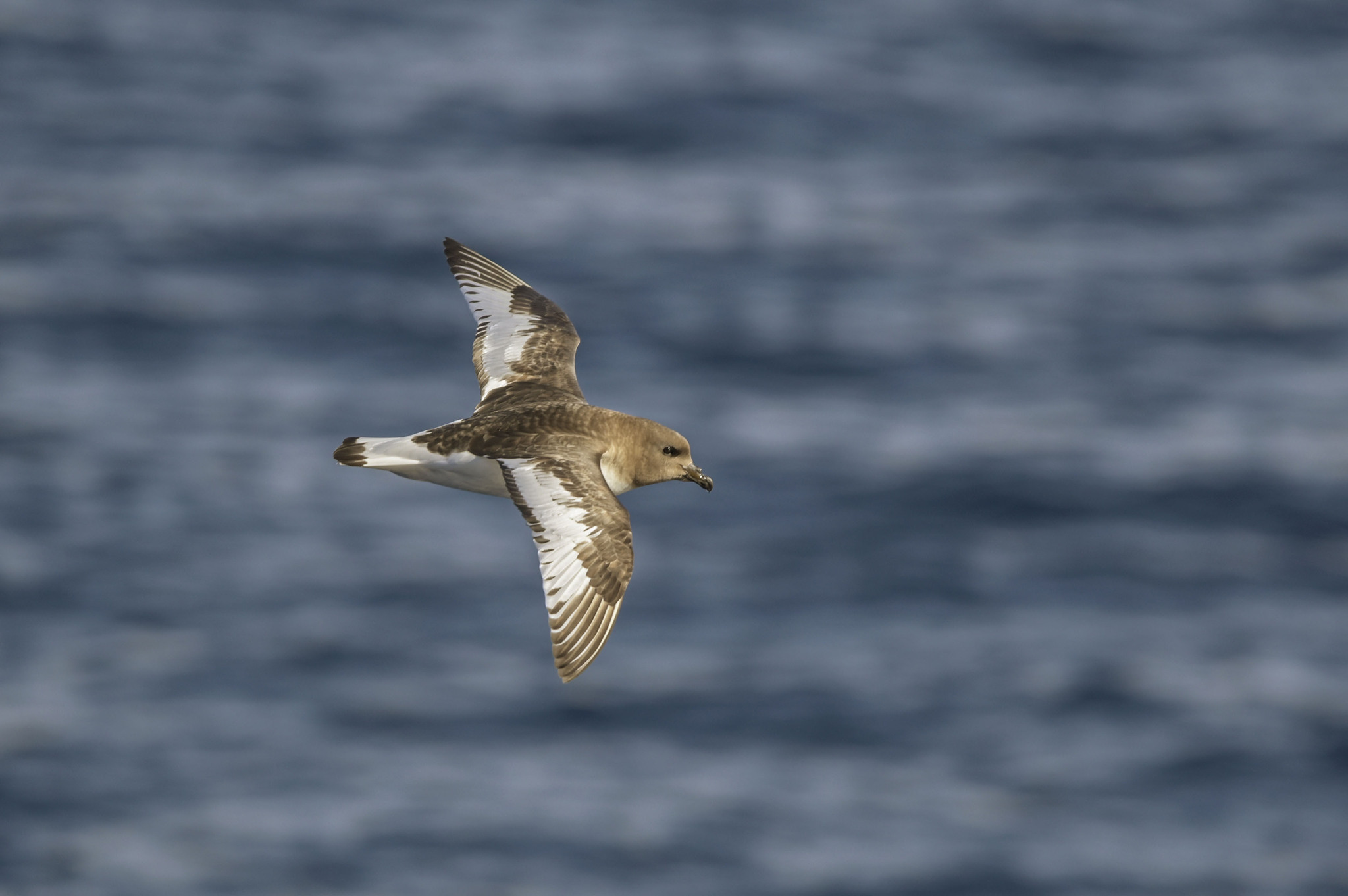 Antarctic Petrel (Thalassoica antarctica), photo 3