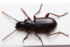 Pterostichus macer