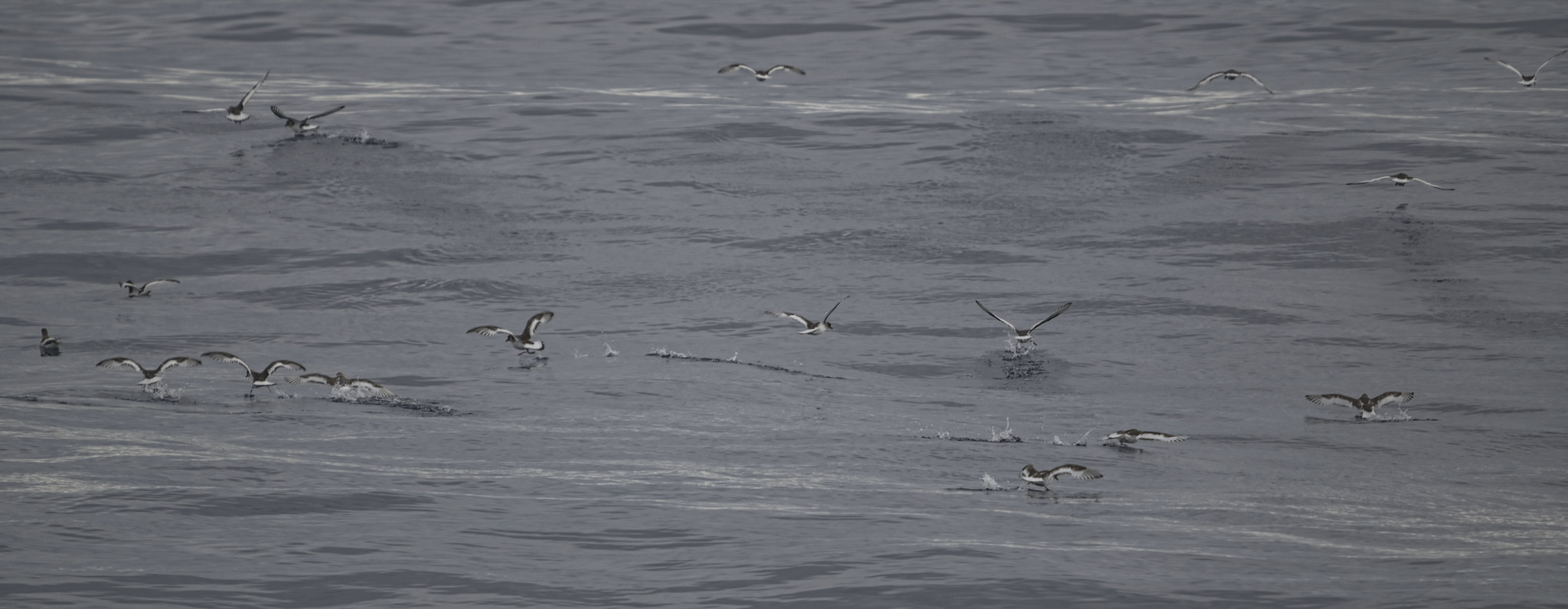 Antarctic Petrel (Thalassoica antarctica), photo 6