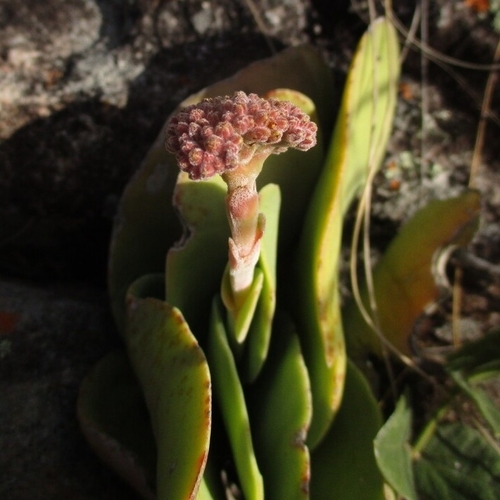 Rochea perfoliata (L.) DC. 2