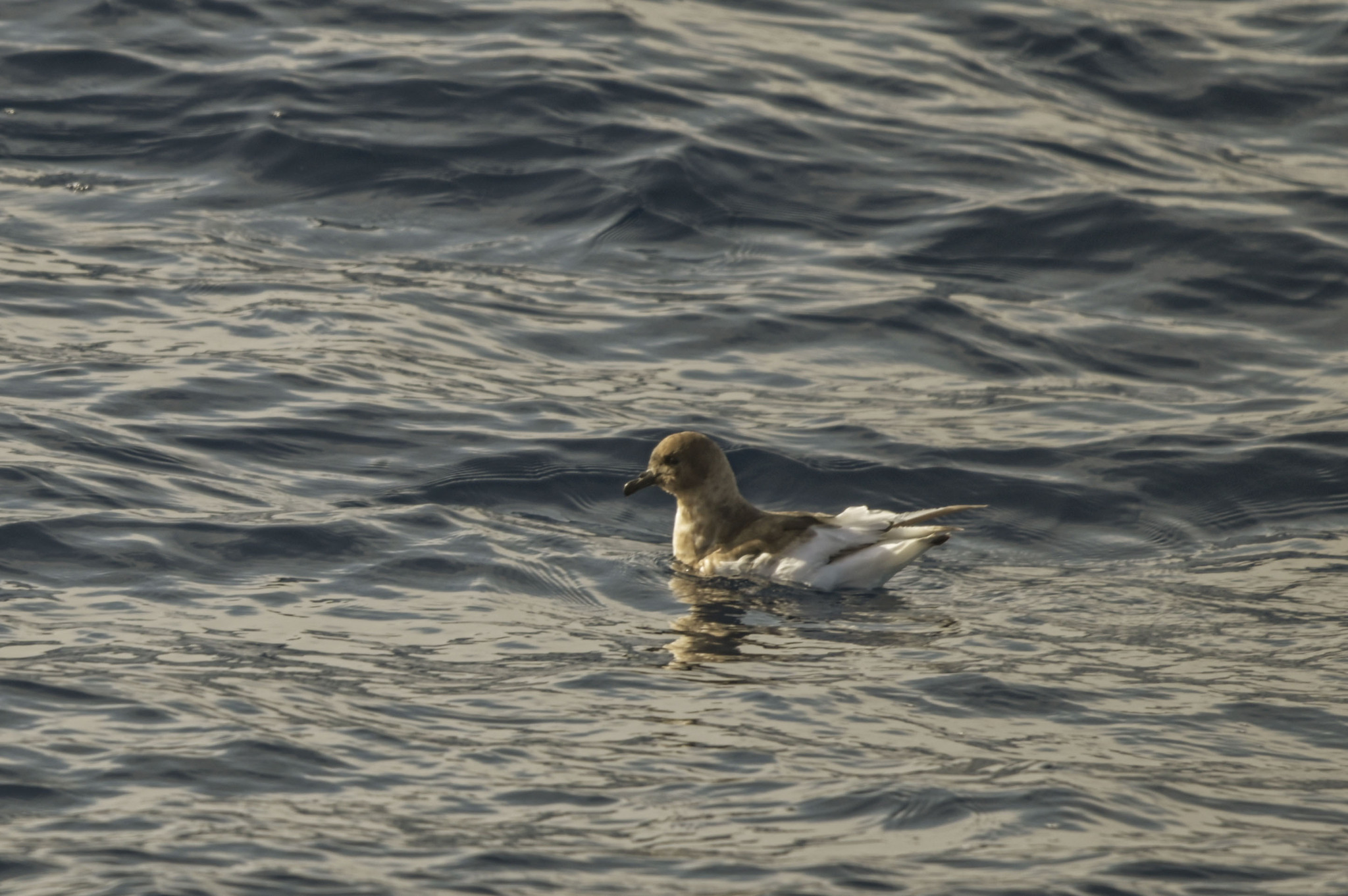 Antarctic Petrel (Thalassoica antarctica), photo 4