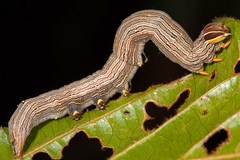Thyas coronata
