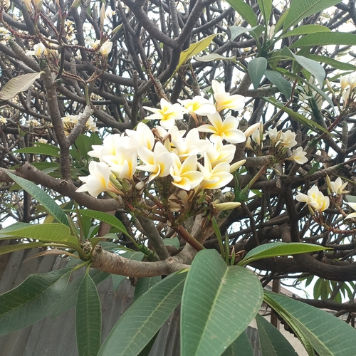 Mexican Plumeria