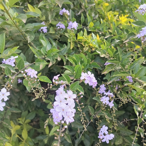 Skyflower