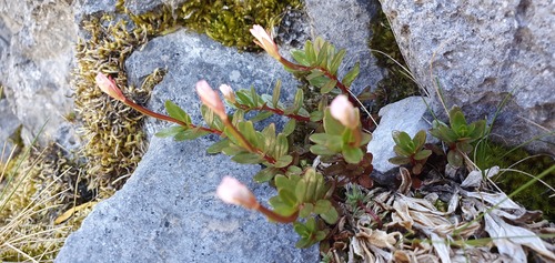 Epilobium glabellum (Epilobium glabellum)