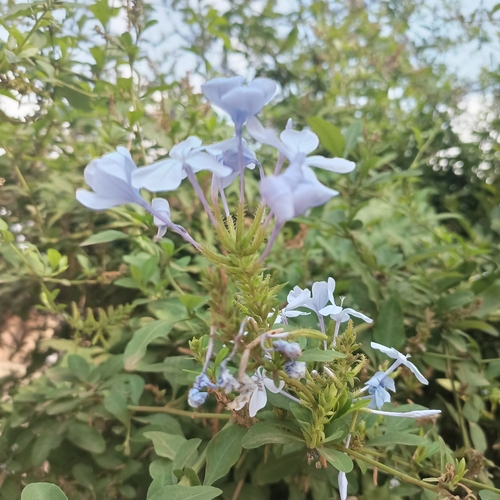 blue plumbago
