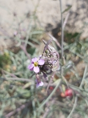 Cakile arabica