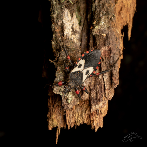 Microtomus conspicillaris