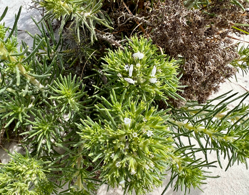 Sand Fiddleleaf (Nama carnosa)