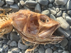 Polyprion oxygeneios