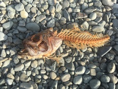 Polyprion oxygeneios