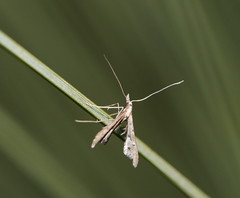 Tineodes adactylalis