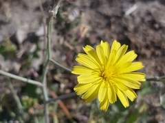 Launaea mucronata