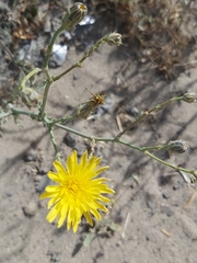 Launaea mucronata