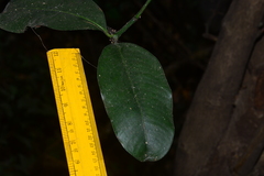 Garcinia talbotii