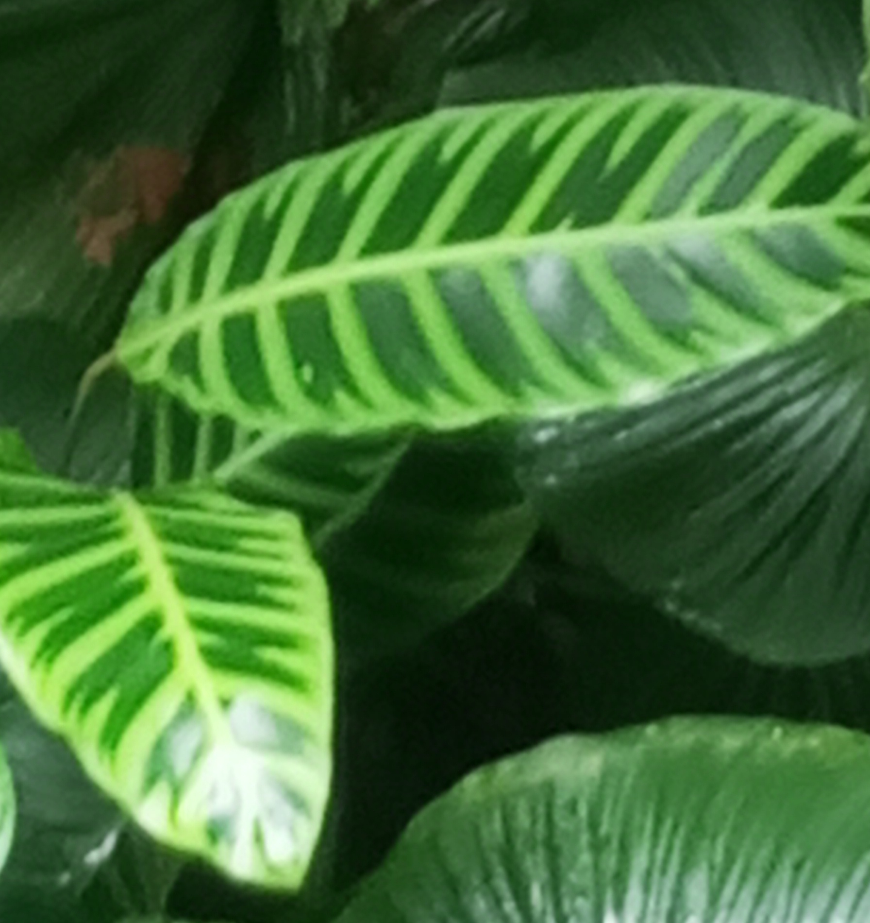 Imagem de Maranta, Sassará