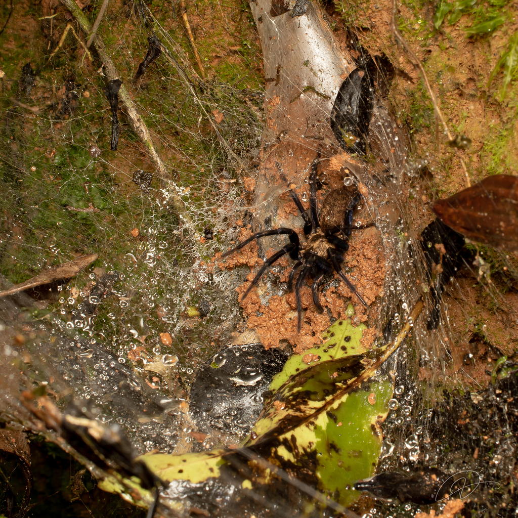 Linothele paulistana