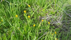 Magnoliopsida