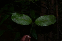 Garcinia talbotii